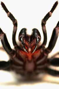 The Sydney Funnel-web spider is often called the world's deadliest spider, with fangs strong enough to penetrate a toenail.