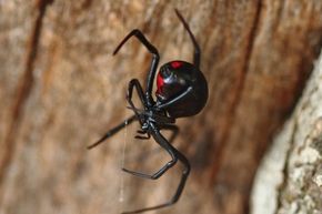 Black Widow Spider