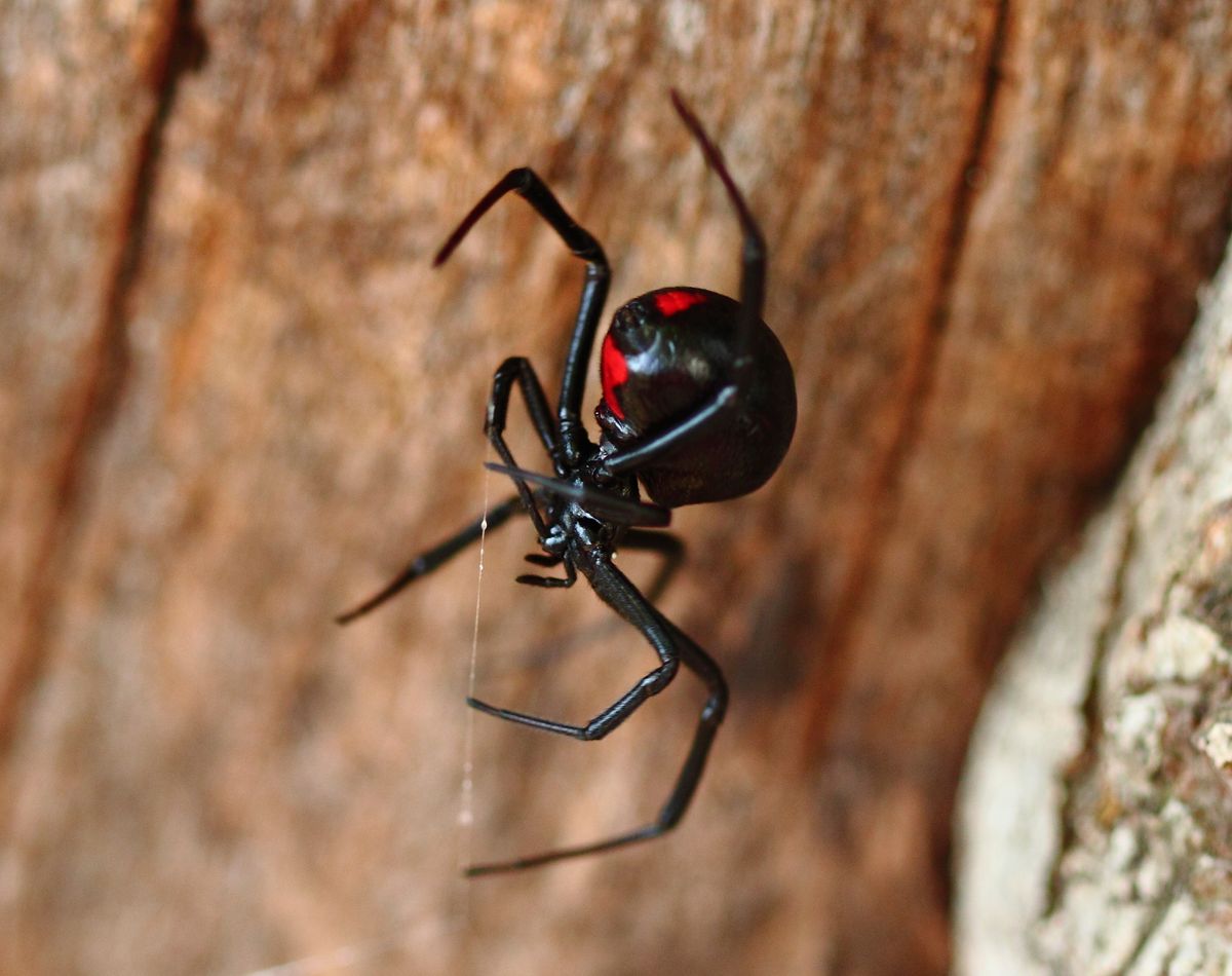 9 of the World's Deadliest Spiders