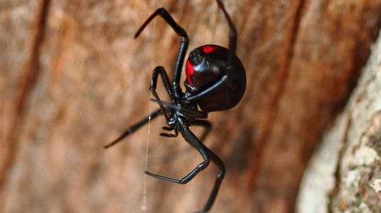 What's the world's deadliest spider?