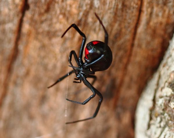 Black Widow Spider