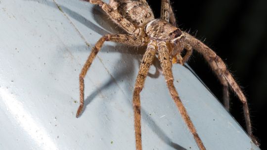 The Deadliest Spiders Quiz