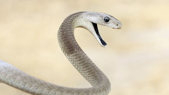 Deadliest Snake Quiz