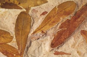 These fossilized Australian Glossopteris leaves are the same ones found on Antarctica. 