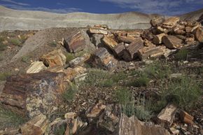 Gen. William Sherman recognized the value of these petrified trees.