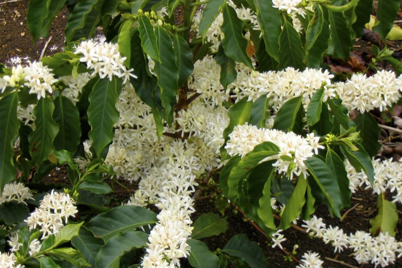 coffee flowers