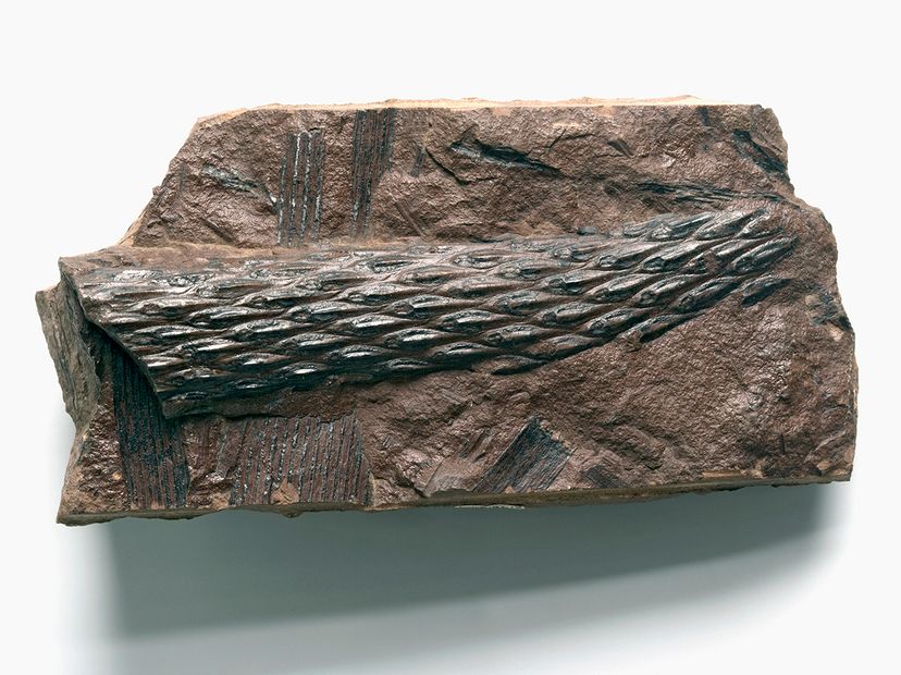 fossilized Lepidodendron