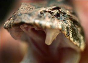 Death Adder picture