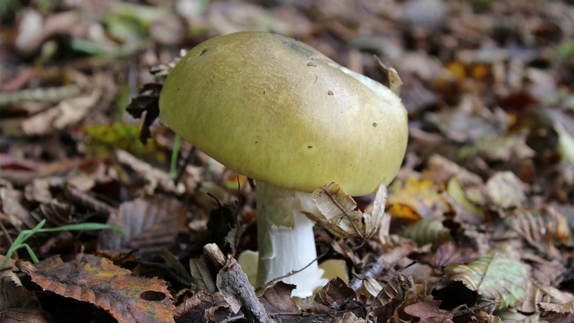 Poisonous death cap mushroom	