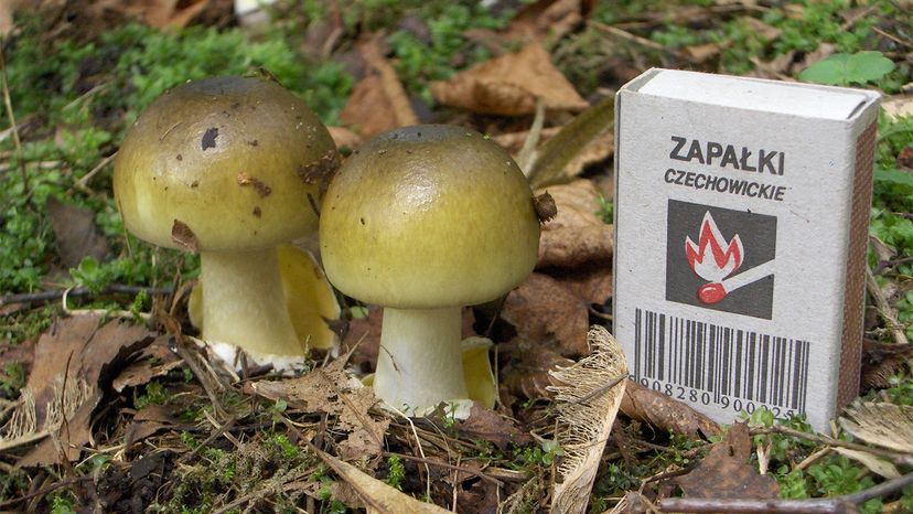 death cap, poisonous mushroom