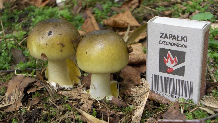 Poisonous Death Cap Mushroom Spreads Over North America Howstuffworks 4454