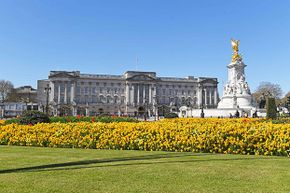 yellow flowers, buckingham palace