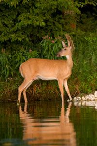 Wildlife mammal enjoying nature outdoors.