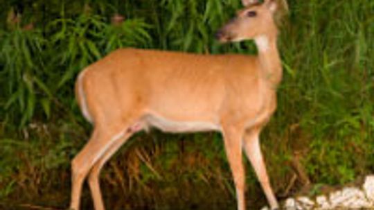 How Deer Baiting Works