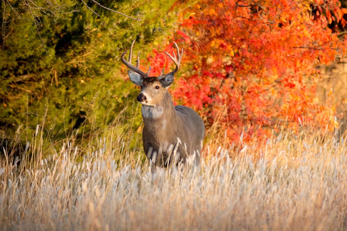 Calling all Deer and Elk Hunters! Take this Quiz! Zoo