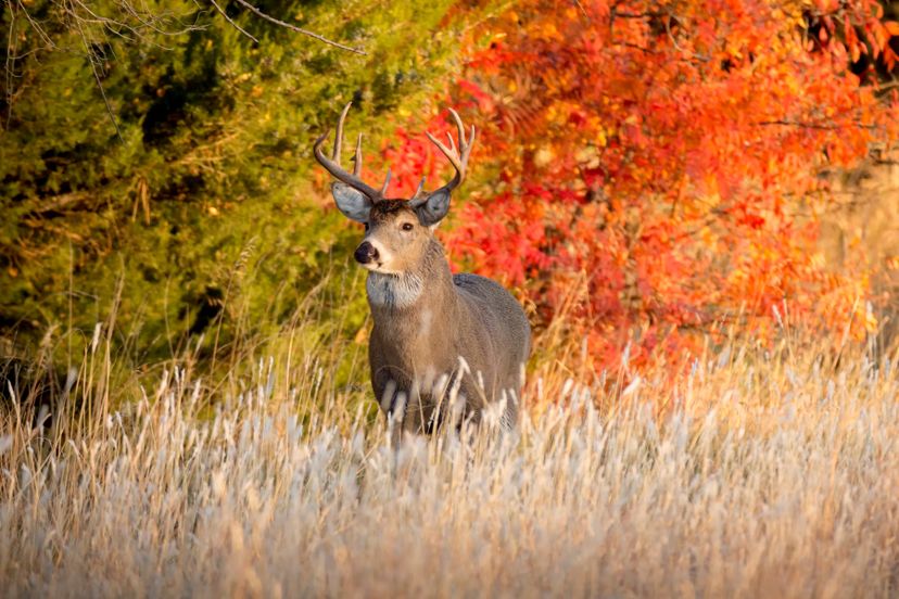 Calling all Deer and Elk Hunters! Take this Quiz!