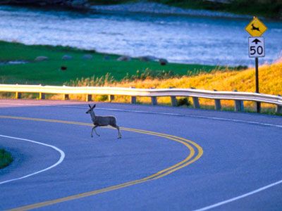 Wildlife roaming in nature's outdoors.