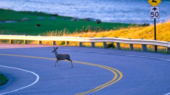 Does deer hunting reduce car accidents?