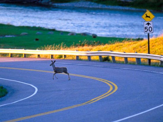 猎鹿减少车祸吗?”class=