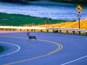 Wildlife roaming in nature's outdoors.