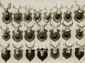 狩猎的战利品”border=