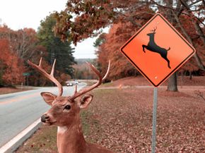 A deer at a deer crossing sign