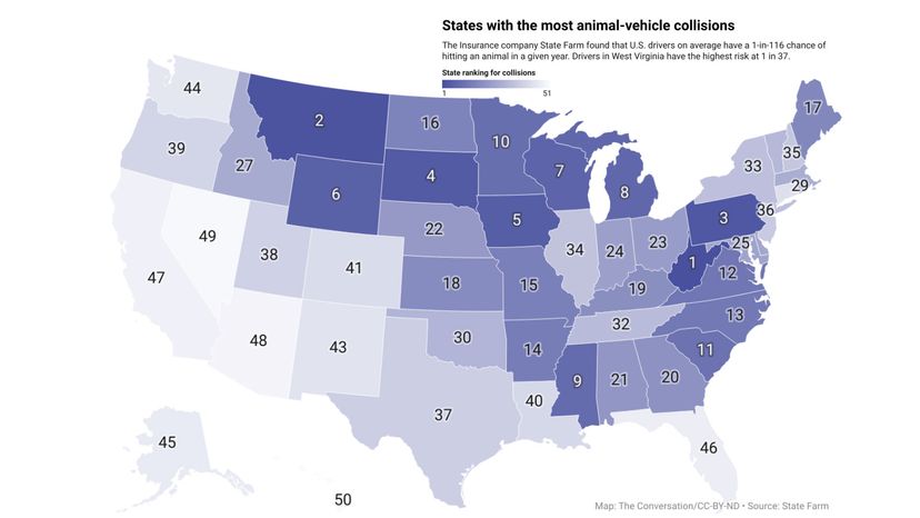 deer crash states