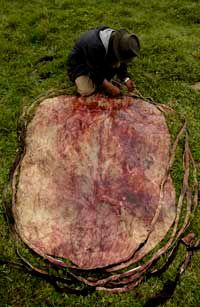 Humans have been using animal hide to make leather since prehistoric times.