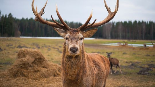 Does a deer have exactly enough brains to tan its own hide?