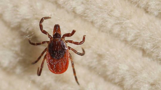 Tick- and Mosquito-borne Diseases on the Rise