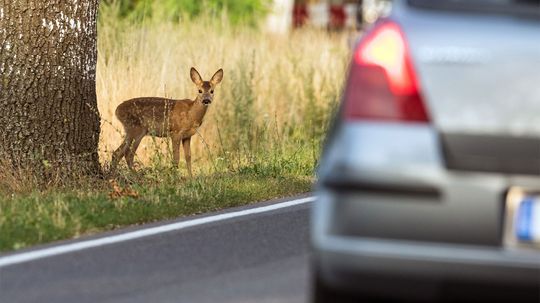 Your Chances of Hitting a Deer Rise in the Fall