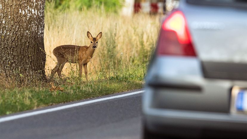 deer crossing