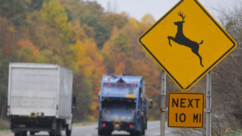 deer crossing	