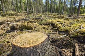 The destruction of forests can have long lasting negative effects on our world. See more pictures of trees.