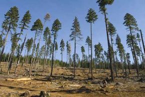 a good speech on deforestation