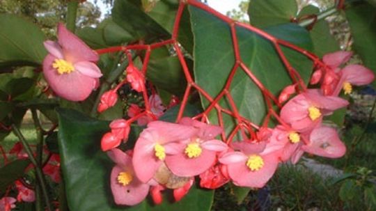 Wax Begonia, Fibrous Begonia