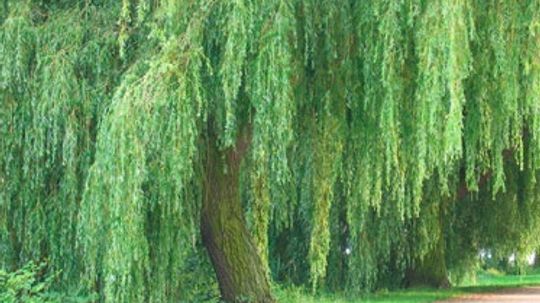 Weeping Willow