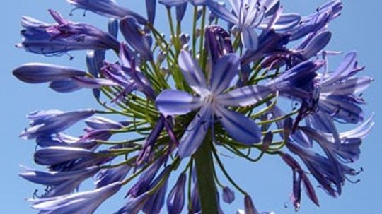 Agapanthus，尼罗河百合＂border=