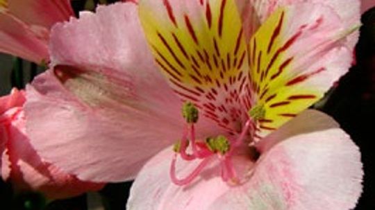 Alstroemeria, Lily of Peru