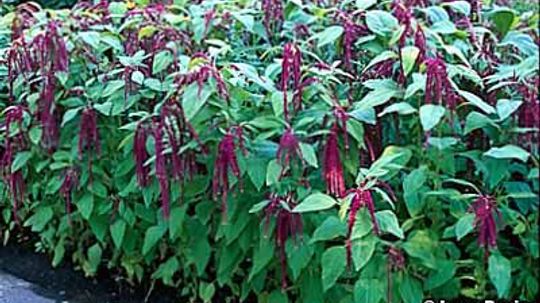 Amaranthus, Summer Poinsettia