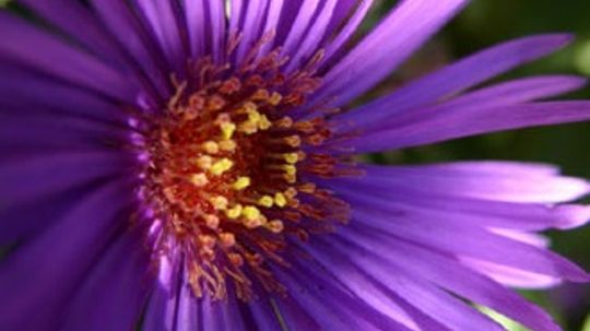 Aster, Michaelmas Daisy