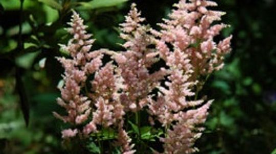 Astilbe, Garden Spirea