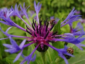 Bachelor's Button, Cornflower: A Profile of an Annual