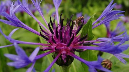 Bachelor's Button, Cornflower