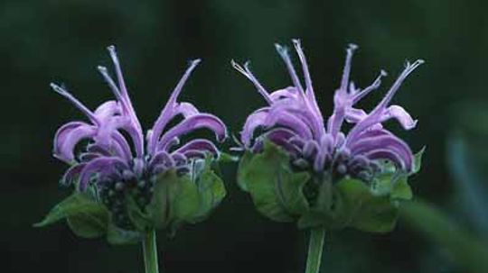 Bergamot, Bee Balm, Oswego-Tea