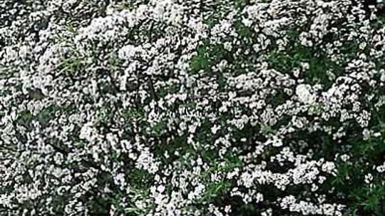 Bridal-Wreath＂border=