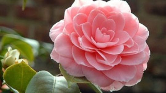 Camellia