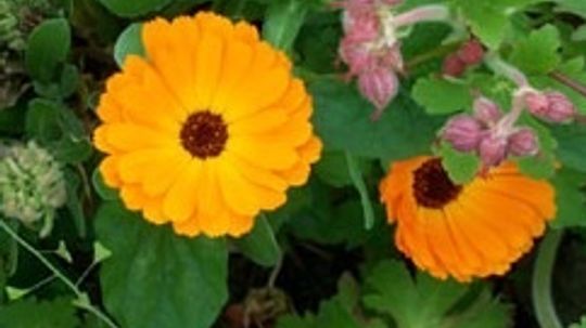 Calendula, Pot Marigold: A Profile of an Annual | HowStuffWorks