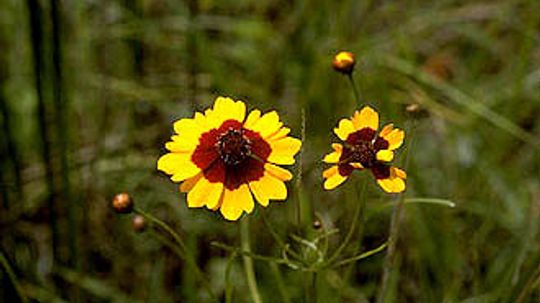 Coreopsis (Annual)