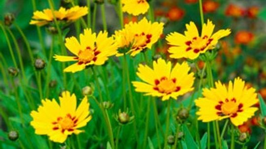 Coreopsis (Perennial)